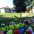 Dravci