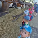 Broučci - Zlatá farma