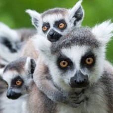 Madagaskar