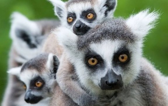 Madagaskar